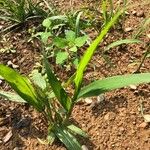 Panicum dichotomiflorum Leaf