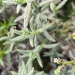 Heliotropium bacciferum Hoja