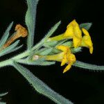 Lithospermum ruderale Blodyn