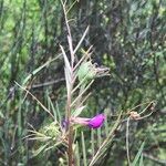 Vicia peregrina Цветок