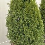 Thuja occidentalisΦύλλο