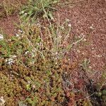 Dianthus nudiflorus ശീലം