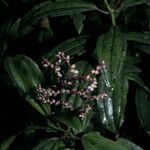 Miconia ciliata Flower