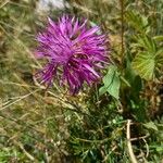 Centaurea uniflora Хабит