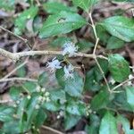 Eugenia oerstediana Flower