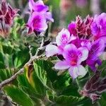 Pelargonium cucullatum Blad