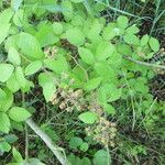 Rubus praticolor Outro