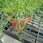 Albuca namaquensis Leaf