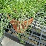 Albuca namaquensis