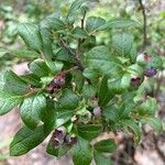 Vaccinium angustifolium Fruto