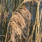 Phragmites australis 果實