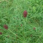 Sanguisorba officinalisΛουλούδι