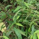 Centotheca lappacea Hoja