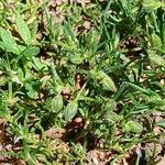 Spergularia rubra Otro