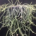 Rhipsalis neves-armondii Libunga
