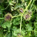 Epikeros pyrenaeus 花