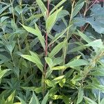 Solidago gigantea Hoja