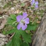 Geranium maculatumΛουλούδι