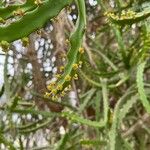 Euphorbia grandidens പുഷ്പം