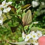 Spiraea cantoniensis Blatt