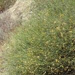 Bebbia juncea Dalc'h