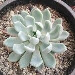 Pachyphytum bracteosum পাতা