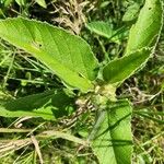 Melhania ovata Leaf