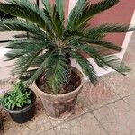 Cycas revoluta Yaprak