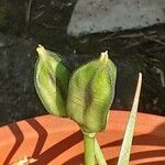 Tulipa tarda Owoc