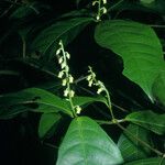 Rinorea flavescens Lorea