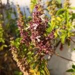 Ocimum americanum Flor