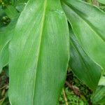 Costus scaber Hostoa