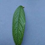 Cotoneaster salicifolius Leht