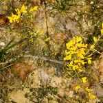 Genista scorpius Bark