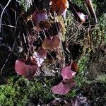 Galax urceolata Leaf