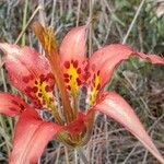 Lilium catesbaei ফুল