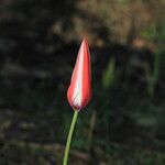 Tulipa clusiana Kvet
