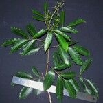 Mauria heterophylla മറ്റ്