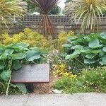 Hosta sieboldiana Blad