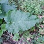 Arctium lappa叶