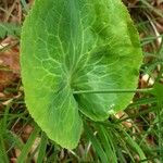 Ranunculus thora Leaf