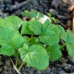 Tellima grandiflora Folha