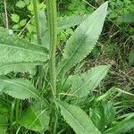 Tephroseris longifolia Leaf