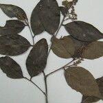 Licania parvifructa Máis