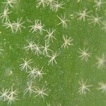 Platycerium elephantotis Other
