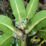 Tapeinosperma pancheri Blad