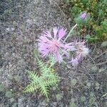 Galactites tomentosusFlor