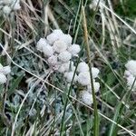 Antennaria dioica Kwiat