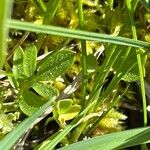 Cardamine crassifolia Leaf