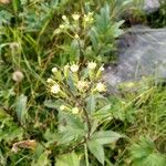 Senecio cacaliaster Flor